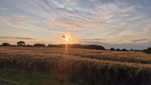sunset over fields of corn