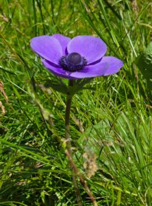 Photo of Resilient purple anemone flower